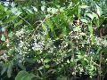Neem Tree